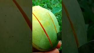 #Mango #fruit #farming #shortvideo #viralvideo #naturefarm