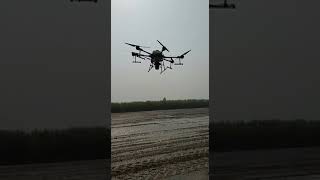 Fertilizer spreading with dji drone  #dji #agriculture #precision #pakistan #bzu #t20  #shorts #t30