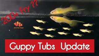 Terrace Guppy Tub Updates - Tamil | Jey's Fish Tanks #guppy