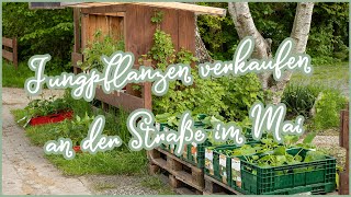 🥒🍅 Jungpflanzen verkaufen an der Straße 🍉 Mai 2021 | Kompost&Liebe