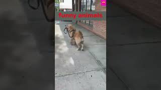 funny dog video# short# puppy# funny# short video