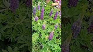 Lupinus|Big Leaf Lupine