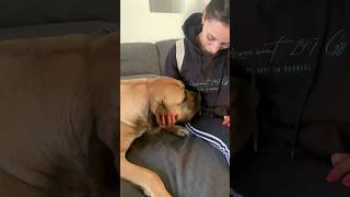 Big Boerboel’s can Smell Puppies #shortsfeed #shortsbeta #boerboel