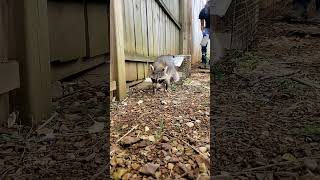 Non-target Release: Trash Panda #HÂYÂHSCREATION #racoon #trashpanda