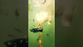 Lets explore Inside the fish tank #fishtank #naturevideo  #trending #cupy