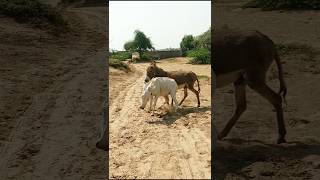 To bull donkeys dancing #ytshorts #viralvideo