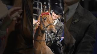 Beauty Marc 🕊️ #horse #saddle #equestrian #saddleseat #saddlebred #champion