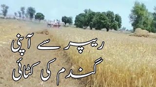 Wheat reaper machine in Pakistan | Reapper sa gundam ki katai | Fayaz Vlogs