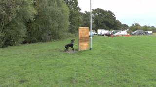 Doberman david von hunnoterra bark and hold at 9 months old schutzhund training