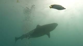 Tiger Sharks of Fuvahmulah