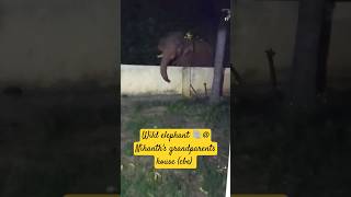 Surprise Guest Visit - Wild Elephant e🐘😱😱😱 #elephant#coimbatore#news#trending#viral#explore#shorts