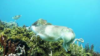 Cuttlefish in Indonesia