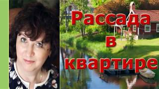 РАССАДА В КВАРТИРЕ