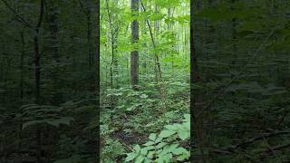 SURPRISINGLY, this FOREST used to be a FARM FIELD! #forest #trees