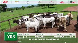 LOTE Y03