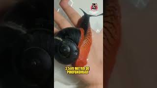 EL CARACOL VOLCÁNICO EL ÚNICO ANIMAL QUE VIVE EN UN VOLCÁN ACTIVO #shorts #viral