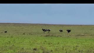 Ostrich  hyana n warthog who is the winner. Will the ostrich save its family Ngorongoro Crater |