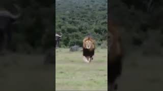 Buffalo kill lion to save his life #shorts #lionvsbuffalo