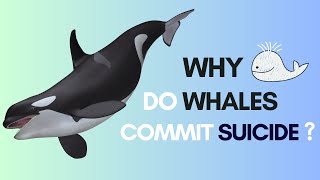 Why Do Whales Commit Suicide? | Understanding the Reality Behind Beach Strandings