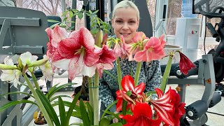 How To Get An Amaryllis Bulb To Rebloom🌸