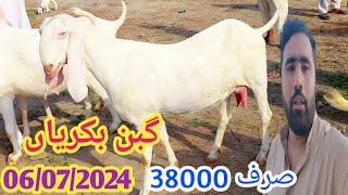 اسپیشل افر شاہزیب گوٹ فارم پر 55 ہزار والی بکریاں 38 ہزار میں خرید ہیں Goat Farming in Pakistan