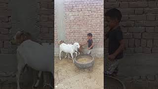 Bakra gae #comedy #funny #song #music #baby #kids #cutebaby