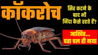 कॉकरोच सिर कटने के बाद भी जिंदा कैसे रहते हैं? जानिए कॉकरोच के बारे में चौकाने वाला खुलासा