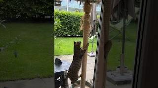 Kater Maxi erklimmt den Kratzbaum 😹lustige Katzenvideos 😻 #cats #katzen