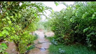 Green Farm ll Makkah ll Khet ll مزرعة مكة ll Saudi Arabia ll Farming