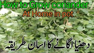 How to grow coriander at home | Dahnia lagane ka assan tarika | Murad Ali Rehmani