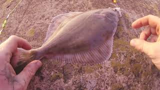 fishing Blackpool gynn wall 28/12/2018