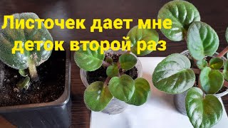 Размножила фиалки🌿Лайфхак🌱Повторные детки от листа🍃