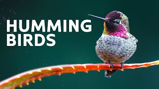 2 Hours Of Rare Bird Facts To Relax To