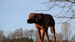 Are Rhodesian Ridgebacks Good for Hiking?