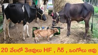 HF , gir , Ongole cow for sale  | 20వేలకే 3ఆవులు