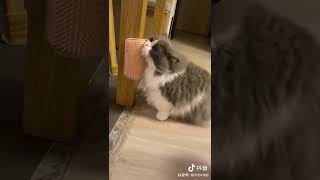 Cat Self Brush  #catlover #petlovers #caninesecurity