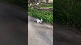 cute puppy barking| dogs barking video| dogs videos for kids| puppies barking on each others