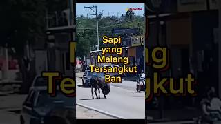 Beruntung Sisapi Diselamatkan