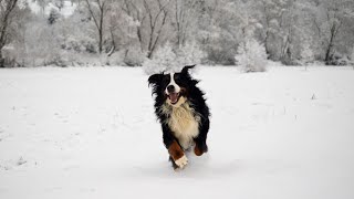 Bernese Mountain Dog and Canine Liver Disease