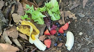 Supernatural/animal cam with lettuce,berries, and banana and carrot