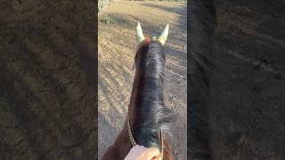 Groom tack up and ride Asmr 🐎🤍 #horsesport #equestrianjumping #barrelracing #equine #asmr