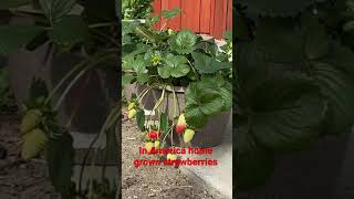 In America home grown strawberries