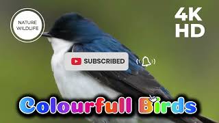 Beautiful Sound of Nature Birds in the Forest | Relaxing Bird Songs for Stress Relief and Relaxation