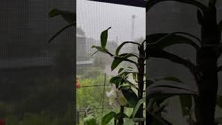 Ах, эти летние дожди... Ah, these summer rains...