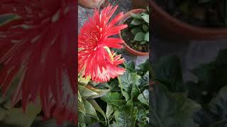 Flowering on roof top garden #viral #viralshorts  #viralshort #shorts  #short