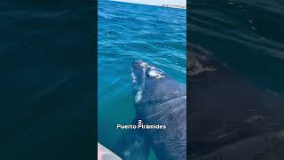 Cuándo y dónde ver animales en su hábitat natural en Puerto Madryn. 📍Chubut, Argentina.