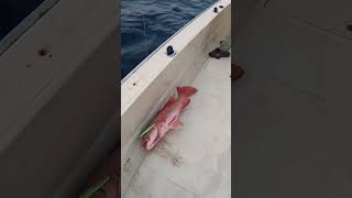 #redsnapper on #slowpitchjigging #jigging