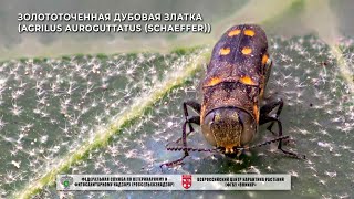 Золототоченная дубовая златка (Agrilus auroguttatus (Schaeffer))