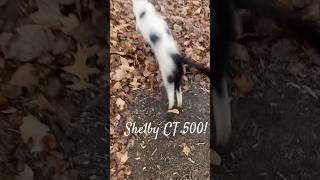 Nai Nai Cat speeds Off Like a Shelby Mustang: The fastest feline on YouTube! #cat #shelbygt500