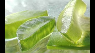 VLOG 12 | How to cut aloe-vera